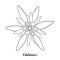 Vector illustration with outline Edelweiss or Leontopodium alpinum isolated on white background. Symbol of Alp Mountains.