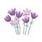 Vector Illustration with pasque flowers isolated on white background.