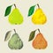 Vector illustration of a pear fruits.