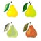 Vector illustration of a pear fruits.