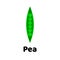 Vector illustration. Peas on white background.