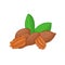 Vector illustration of a pecan nut. handful Appetizing with yellow flower, red and nuts leaves on white