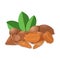 Vector illustration pecan nut. A handful of shelled pecans nuts in shell and , leaves. Tasty Image on white background