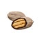 Vector illustration of a pecan peeled whole, cracked into halves. Whole nuts and pecan kernels Nutrition and agriculture