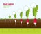 Vector illustration. Phases of growth of a red radish in the garden. Growth, development and productivity of red radish