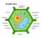 Vector Illustration of the Plant cell anatomy structure. Vector infographic