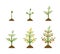 Vector illustration of plant growth stages. Tree with green leaf and red fruit. Planting vegetables concept on white