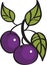 Vector illustration of plums