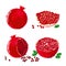 Vector illustration of pomegranate fruits