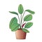 Vector illustration of potted prayer plant. Potted of maranta leuconeura