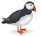 Vector illustration of a puffin