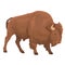 Vector Illustration Of Real Big Bison Isolated