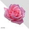 Vector illustration realistic, highly detailed flower of pink rose isolated with transparent background