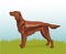 Vector illustration realistic irish setter