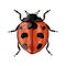 Vector illustration with a realistic ladybug