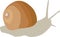 Vector illustration of a realistic snail. Isolated on a white background. The round shell is crawling.