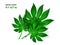 Vector illustration of realistic tropical aralia plant