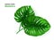 Vector illustration of realistic tropical monstera plant