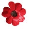 The vector illustration of red adonis flower in white background