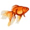Vector illustration of red goldfish in aquarium on white background