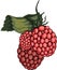 Vector illustration of red rasberry fruit with green leaf