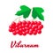 Vector illustration. Red viburnum berries