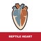 Vector illustration of reptile schematic heart anatomy