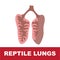 Vector illustration of reptile schematic lung anatomy.