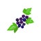 Vector illustration of a ripe currant. Very useful berry. A storehouse of vitamins and minerals.