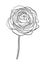 Vector illustration of a rose. Doodle style.