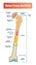 Vector illustration scheme of bone cross section. Diagram with articular cartilage, marrow, medullary cavity and periosteum.