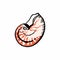 Vector illustration of a seashell. Nautilus pompilius shell mollusk stripes.