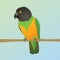 A vector illustration of a Senegal parrot