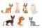 Vector illustration set of different cat breeds, cute pet animal collection, different cats on white background in