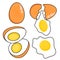 Vector illustration set of eggs, boiled eggs, fried eggs.