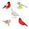 Vector illustration of a set of images of birds