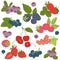 Vector illustration Set of Outline hand drawn berries ( blackberry, cherry, strawberry, currant, raspberry, blueberry)