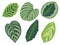 Vector illustration set of six different tropical exotic jungle Marantaceae Calathea prayer plant leaves