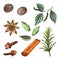 Vector illustration set with spices for mulled wine Merry Christmas. Collection ingredients herbs nutmeg, peppercorn, anise, clove