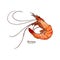 Vector illustration of shrimp sketch style - Vector