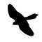 Vector illustration silhouette of flying kestrel , black and white