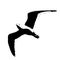 Vector illustration silhouette of flying sea gull , black and white