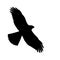 Vector illustration silhouette of flying sparrowhawk , black and white