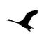 The vector illustration silhouette of flying whooper swan , bird in white background