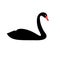 Vector illustration of silhouette isolated black Swan