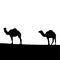 The vector illustration silhouette of two camels in white background