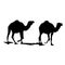 The vector illustration silhouette of two single hump camels in white background