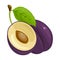 Vector illustration of single plum