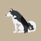 Vector Illustration with Sitting Black and White Dog. Nordic Breed: Alaskan Malamute.