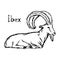 Vector illustration sketch hand drawn with black lines of ibex w